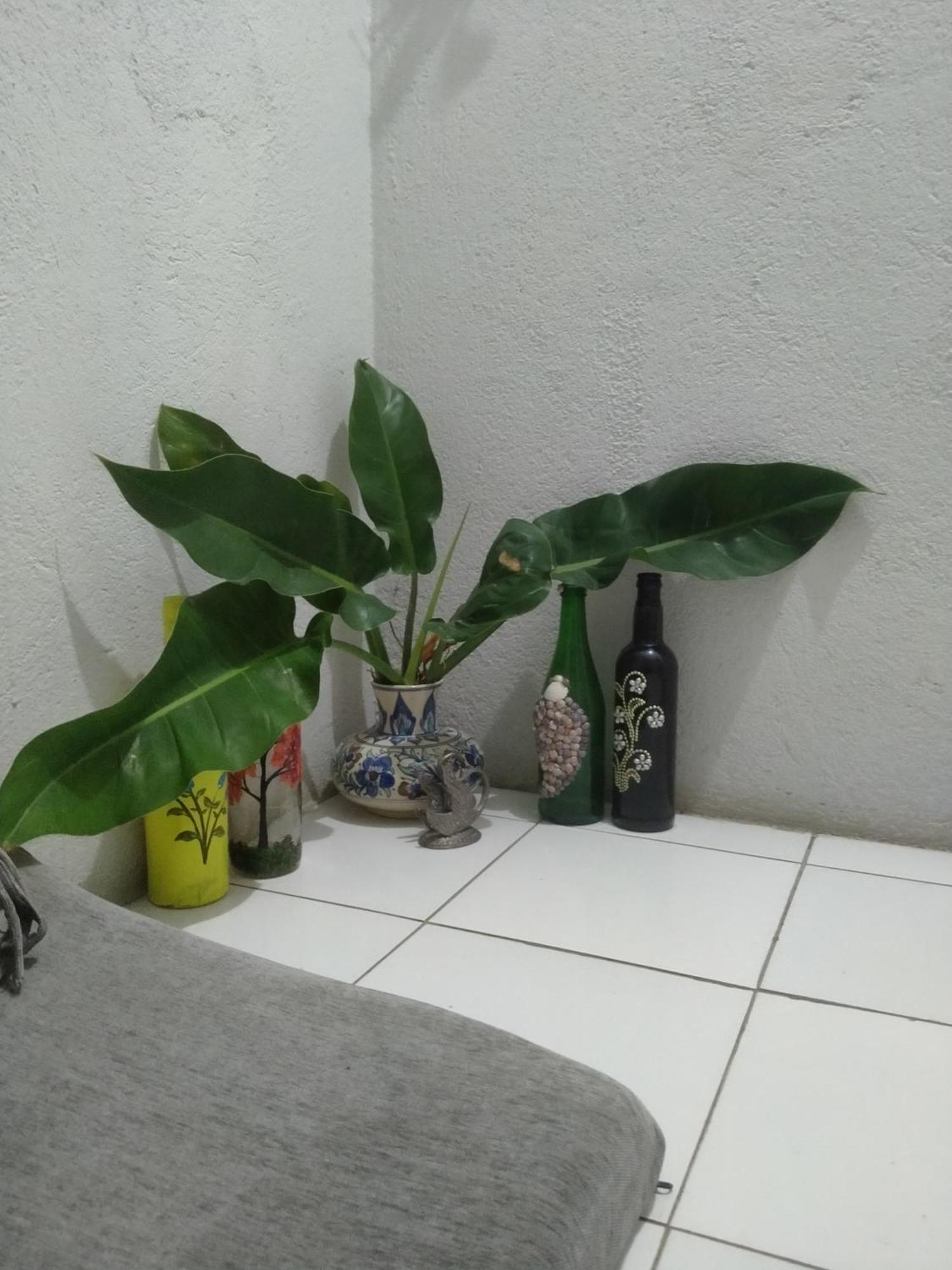 Traveler House Hotell Dimāpur Eksteriør bilde